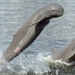 Cambodia records 1st newborn rare Mekong dolphin in 2026
