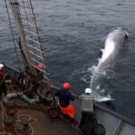 Iceland resumes whaling for the first time since 2023
