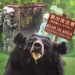 Why are bear attacks becoming more common in Japan?
